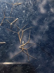 Aristida caput-medusae