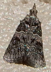 Satole ligniperdalis