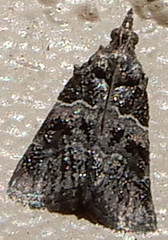 Satole ligniperdalis