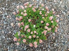 Trifolium hybridum