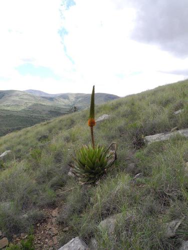 Aloe broomii var. tarkaensis