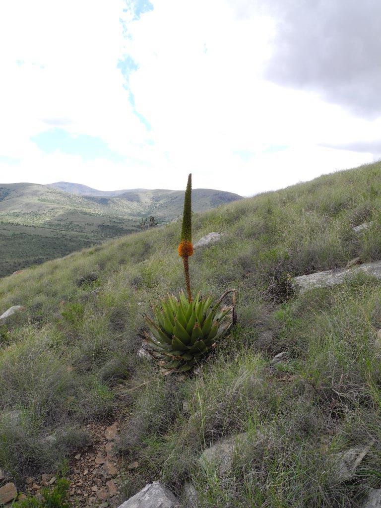 Aloe broomii var. tarkaensis