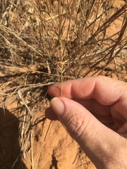 Aristida caput-medusae