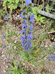 Echium vulgare
