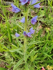 Echium vulgare