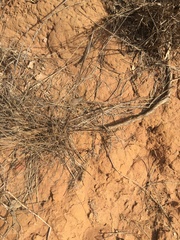 Aristida caput-medusae