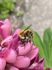 Bombus pascuorum