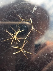 Aristida caput-medusae