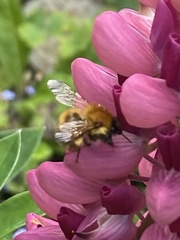 Bombus pascuorum