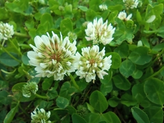 Trifolium repens