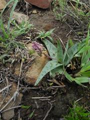 Ledebouria ensifolia