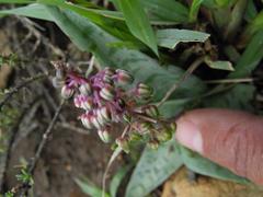 Ledebouria ensifolia