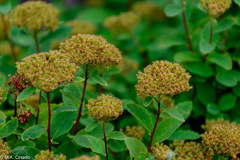 Spiraea beauverdiana