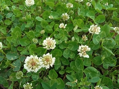 Trifolium repens