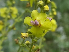Verbascum pyramidatum