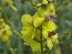Verbascum pyramidatum