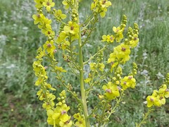 Verbascum pyramidatum