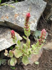 Crassula obovata