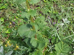 Verbascum pyramidatum