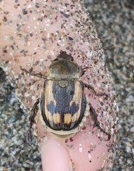 Anisoplia