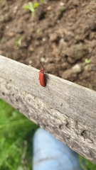 Lopheros rubens