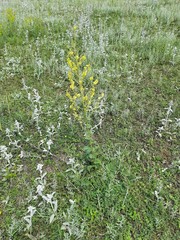 Verbascum pyramidatum