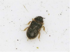 Heterocerus fenestratus