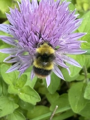 Bombus pratorum