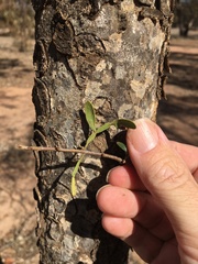 Flindersia dissosperma