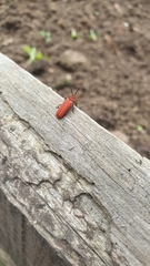 Lopheros rubens