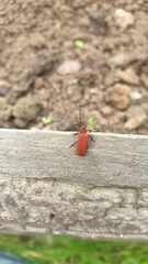 Lopheros rubens