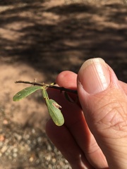Flindersia dissosperma