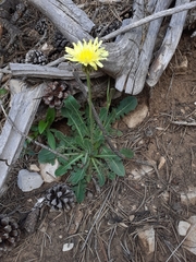 Crepis albida