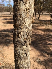 Flindersia dissosperma