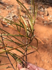 Lysicarpus angustifolius