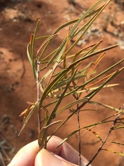 Lysicarpus angustifolius