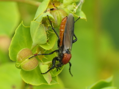 Bibio hortulanus