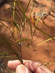 Lysicarpus angustifolius