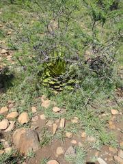 Aloe broomii