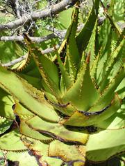 Aloe broomii