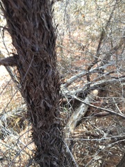 Lysicarpus angustifolius