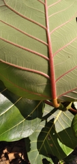 Ficus trichopoda