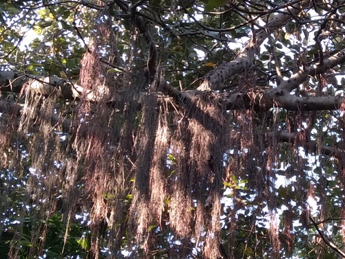 Image of Ficus trichopoda by (c) Rosemary Harrison, some rights reserved (CC BY-SA)