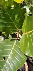 Ficus trichopoda