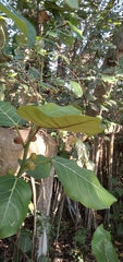 Ficus trichopoda