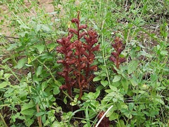 Orobanche alba xanthostigma