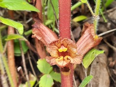 Orobanche alba xanthostigma