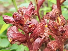Orobanche alba xanthostigma