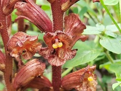 Orobanche alba xanthostigma