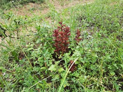 Orobanche alba xanthostigma